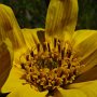 Narrow Leaf Mule Ears (Wyethia angustifolia): There were several of these natives which dotted the hillside close to the furthest point at Chimney Rock.